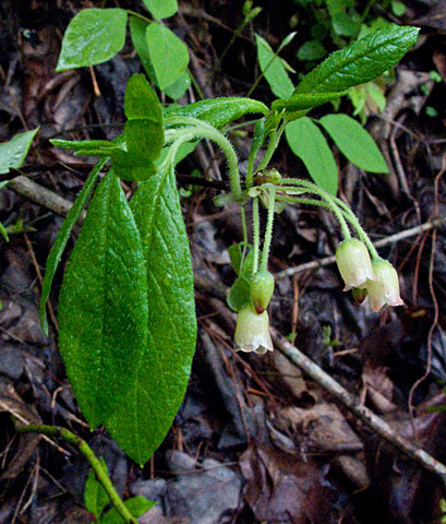 flowers and leaves